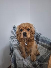 Cani per accoppiamento