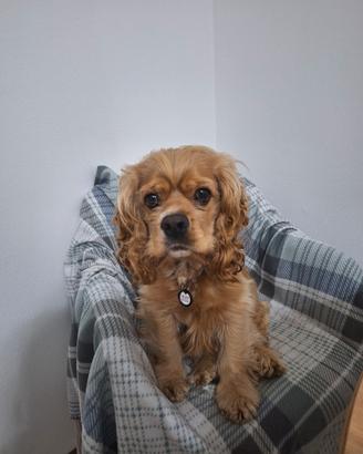 Cani per accoppiamento