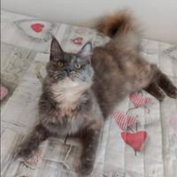 Gattina Maine Coon
