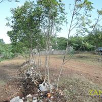 Terreno edificabile - Sagrado