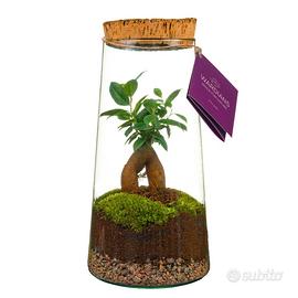terrarium con bonsai 