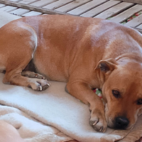 Kira pitbull di 10 anni