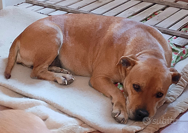 Kira pitbull di 10 anni