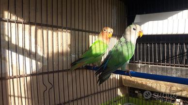Coppia inseparabile
