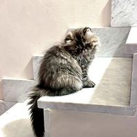Cucciolo gatto persiano