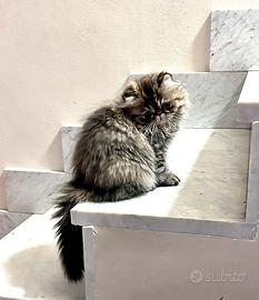 Cucciolo gatto persiano