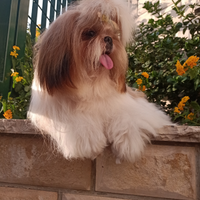 Shitzu/shihtzu/shih tzu