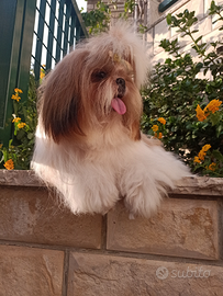 Shitzu/shihtzu/shih tzu