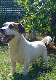 Jack Russell