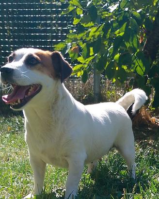 Jack Russell