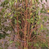 ficus benjamin 