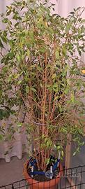 ficus benjamin 