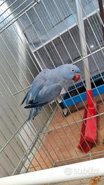 Papagalo