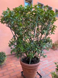 Pianta limone