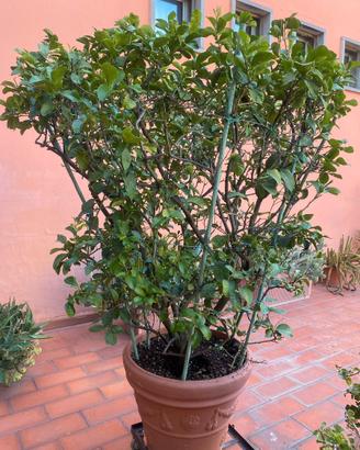 Pianta limone