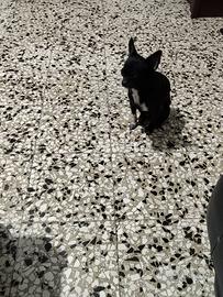 Igor chihuahua mini toy con pedigree