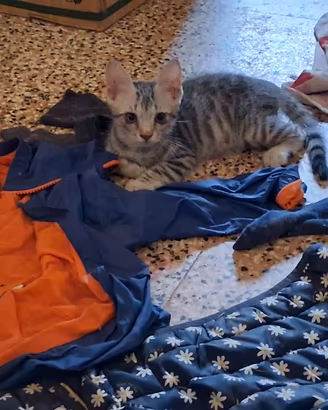 Gattini