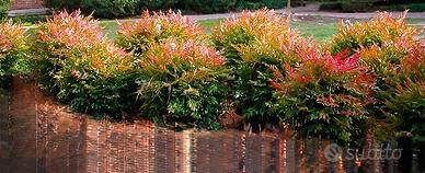 Nandina Il Colore che Illumina il Giardino