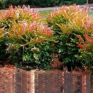 Nandina Il Colore che Illumina il Giardino