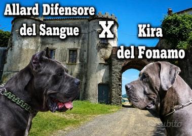 Cuccioli di Cane Corso