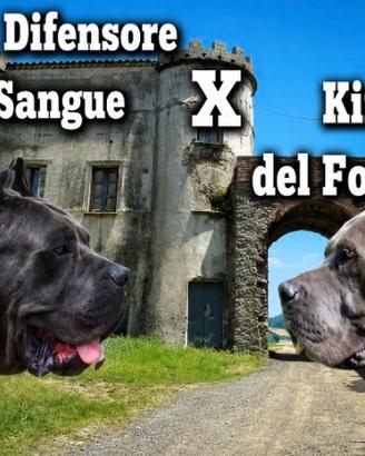 Cuccioli di Cane Corso