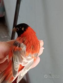 Cardinalini del Venezuela mutati