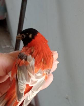 Cardinalini del Venezuela mutati