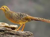 Fagiani Dorati Femmina