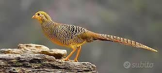 Fagiani Dorati Femmina