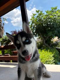Cuccioli Siberian Husky
