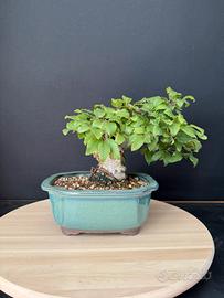 Carpino bianco shohin