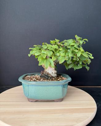 Carpino bianco shohin