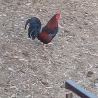 Galli da allevamento