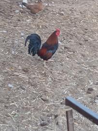 Galli da allevamento