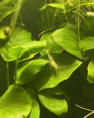 Caridine trasparenti wild gamberetti + omaggio