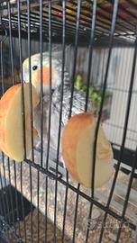Calopsiti femmina covatrice