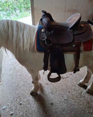 Pony