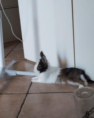Coniglio nano testa di leone