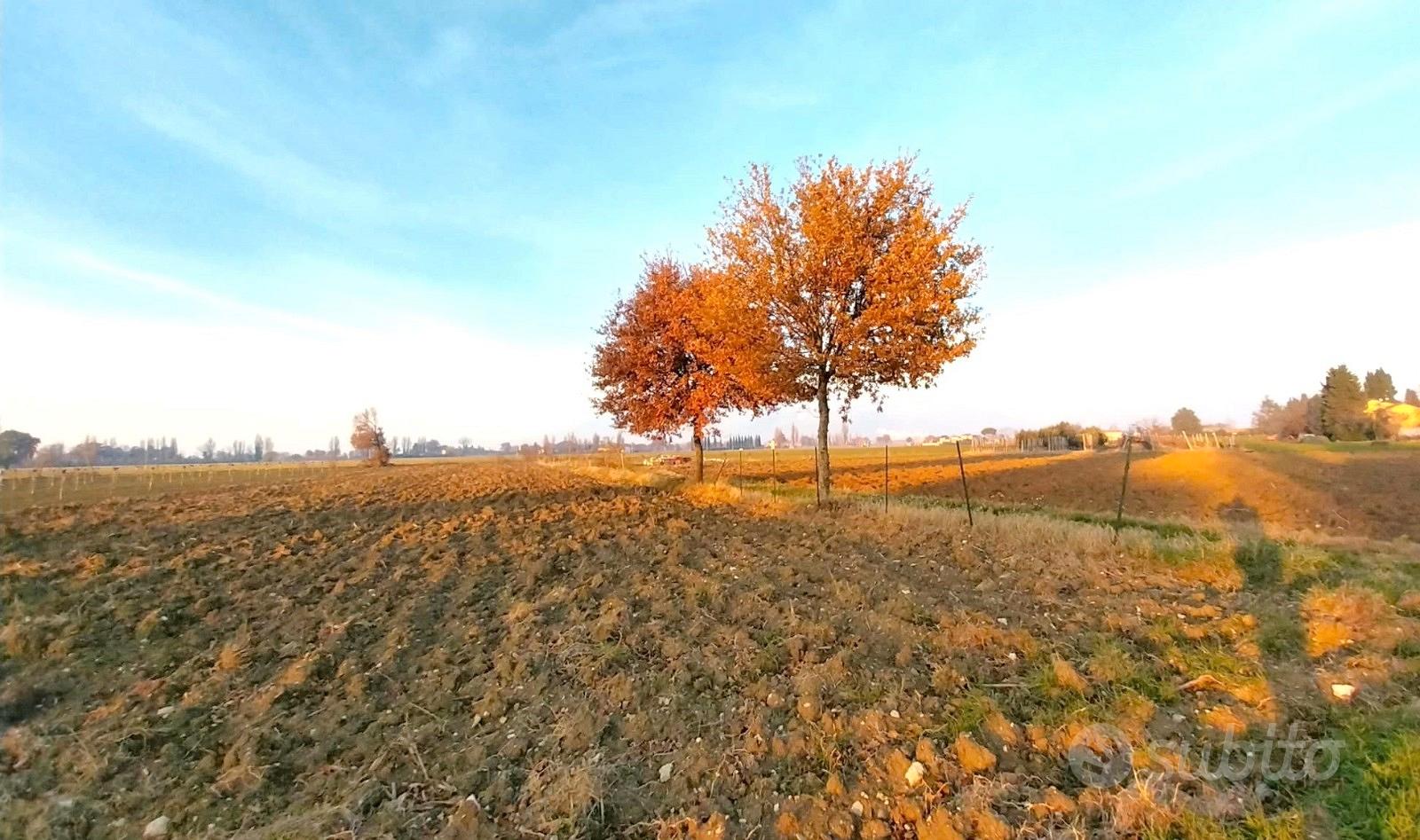 Annesso agricolo con terreno - Vista 5