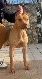 Cuccioli di american Pitbull terrierier