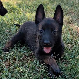 Pastore belga malinois pedigree ENCI