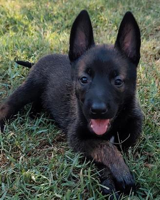 Pastore belga malinois pedigree ENCI