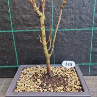 Bonsai di Albero delle Lanterne Cinesi 169