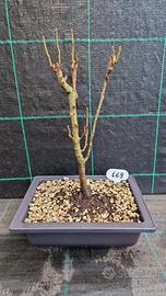 Bonsai di Albero delle Lanterne Cinesi 169