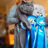 Disponibili scottish fold e straight gattini