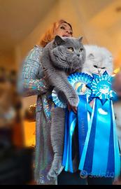 Disponibili scottish fold e straight gattini