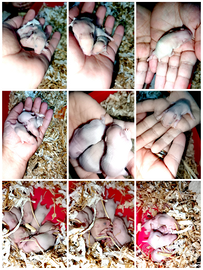 Hamester a pelo lungo