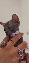 Sphynx ultima femminuccia blu pedigree Enfi