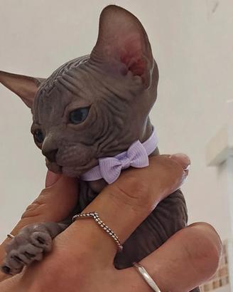 Sphynx ultima femminuccia blu pedigree Enfi