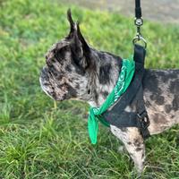 Bulldog Francese x Monta